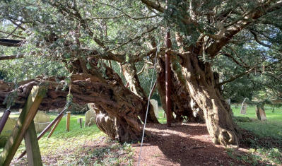 ancient yew tree in farringdon near alton hampshire