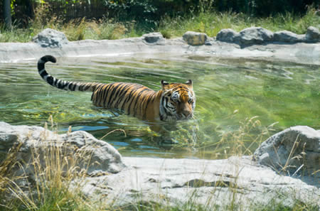 Chessington World of Adventures - tiger - with Merlin Annual Pass