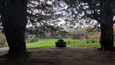 Yew trees at Chalice Well Glastonbury