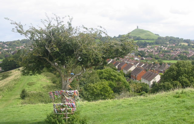 Thorn Bush on Wearyall Hill