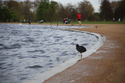 The Round Pond, Hyde Park