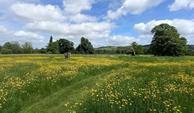 Lacock Abbey buttercup field