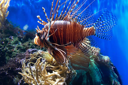 London Zoo tropical fish