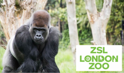 London Zoo - cheapest tickets