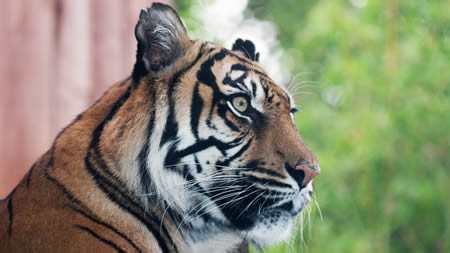 Tiger at London Zoo