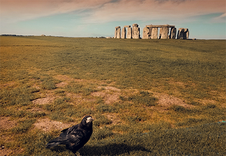 Stonehenge crow