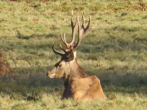 Windsor Great Park Red Deer