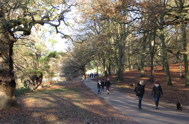 Windsor Great Park