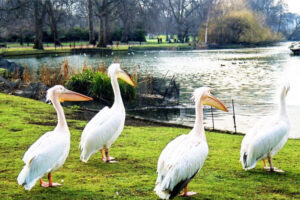 Pelicans in St James's Park, London