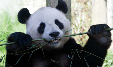 edinburgh zoo