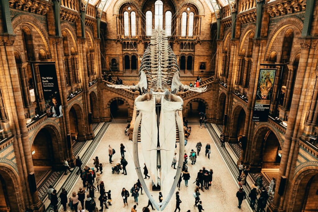 Skeleton of whale in hall of museum