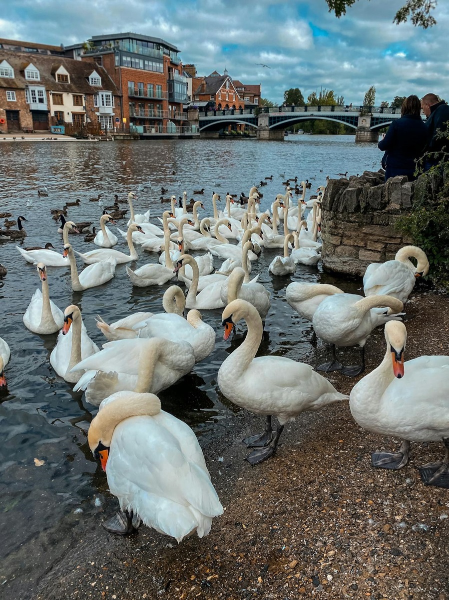 Feeding swans on the bank of the river at Windsor