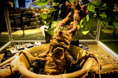 Screaming Mandrake at Harry Potter Tour