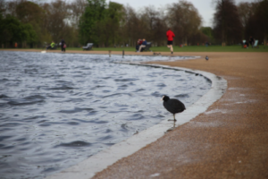 The Round Pond