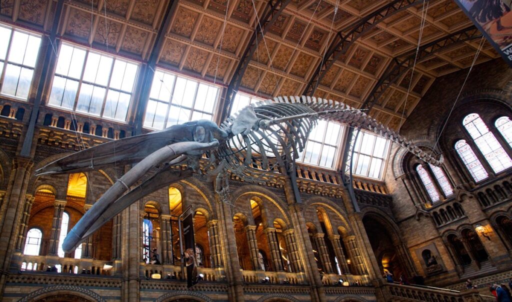 Animal Skeleton in History Museum