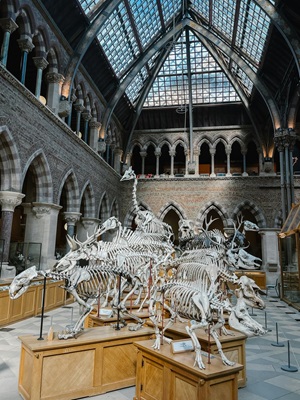 Dinosaur exhibits inside Oxford University Museum of Natural History