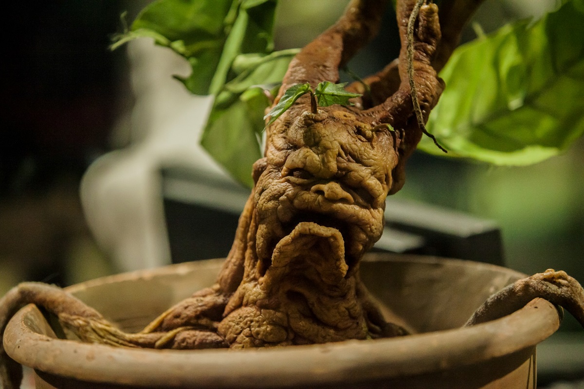 Screaming Mandrake in pot