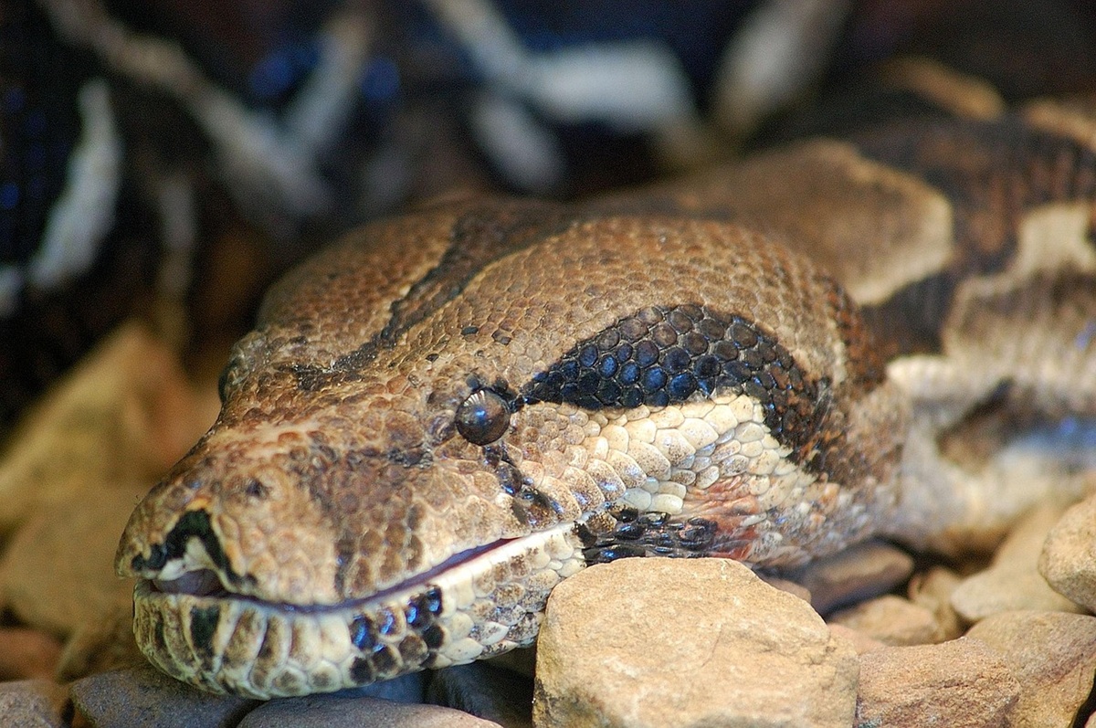 Boa Constrictor at London Zoo