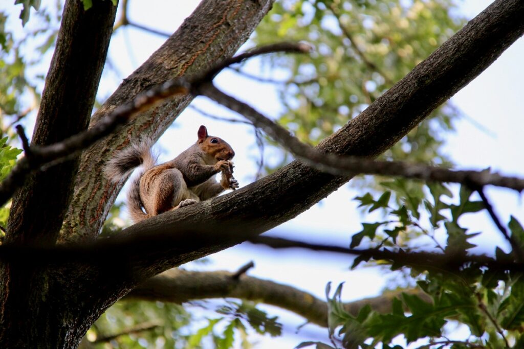 Squirrel up a tree in Hyde Park