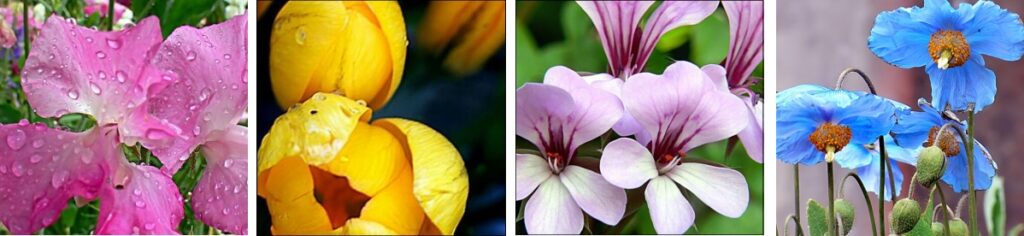 Hampton Court Flower Festival Montage
